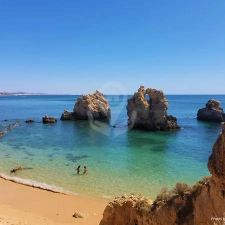 Camélia 68 At São Rafael -